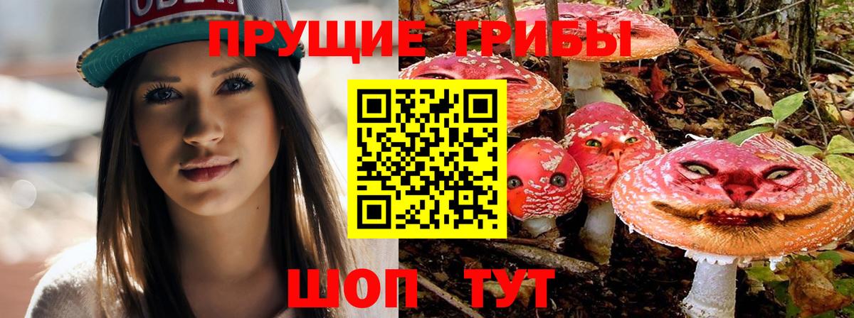 Псилоцибиновые грибы Cubensis  Сунжа  Псилоцибиновые грибы Magic Shrooms 